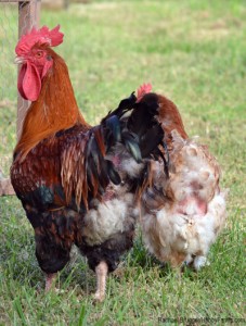 Cover photo for Backyard Chicken Feather Loss