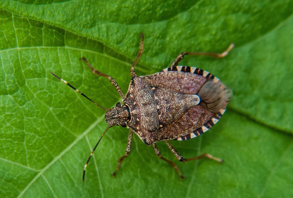 Insect Management on Fruiting Vegetables in North Carolina | NC State ...