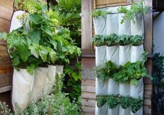 Growing Veggies in Containers Can Be Fun and Rewarding | North Carolina ...