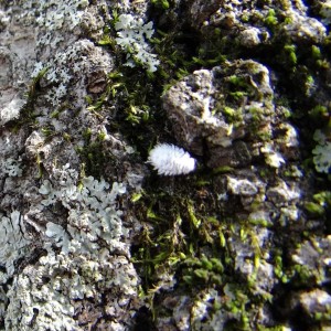 Cover photo for Millions of scale insect predators hatching…careful they look like mealybugs!