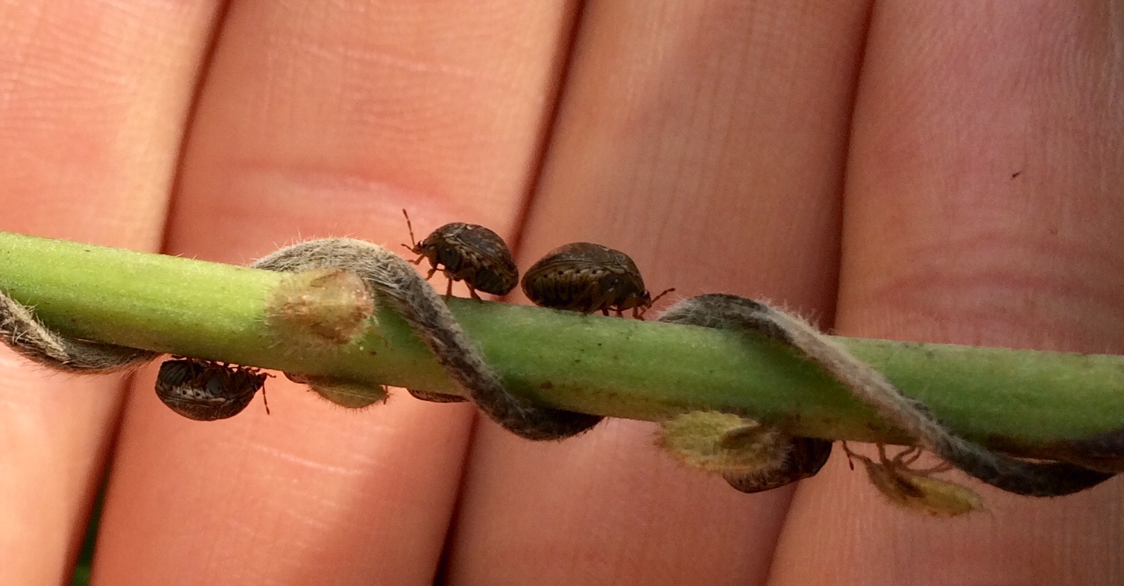 kudzu-bugs-beginning-to-migrate-into-soybeans-nc-state-extension