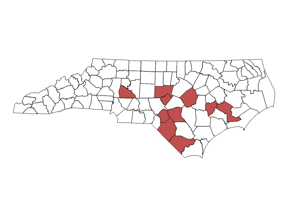 Sugarcane Aphid Spreading Rapidly | NC State Extension