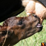 nursing calf