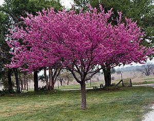 Plant Spotlight Eastern Redbud North Carolina Cooperative Extension