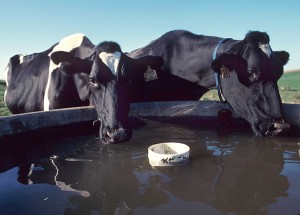 cows drinking from livestock water tank