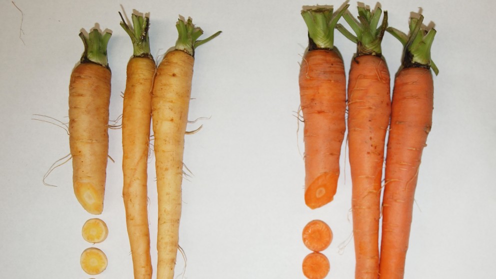 Research on Carrots Will Support Sustainable Production as