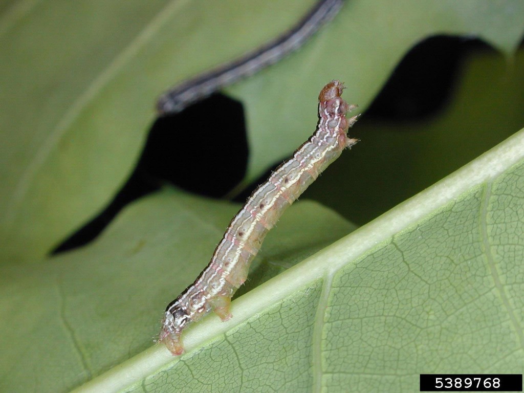 Cankerworms | N.C. Cooperative Extension