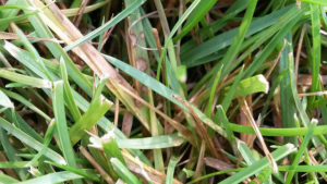 What Brands of Tall Fescue Are the Most Resistant to Brown Patch? | NC ...