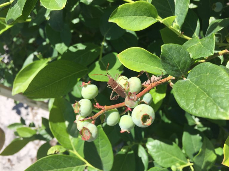 Blueberry insect monitoring report | Morning Ag Clips