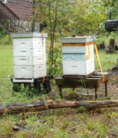 Dr. David Tarpy - Professor and Extension Specialist (Apiculture)