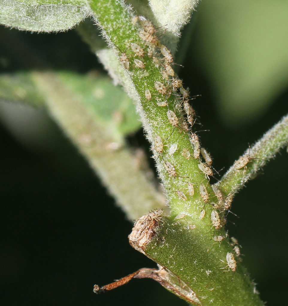 Incredible Diversity Of Critters On Eggplant Crop 