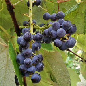 'Mars' a purple american bunch grape from the University of Arkansas breeding program