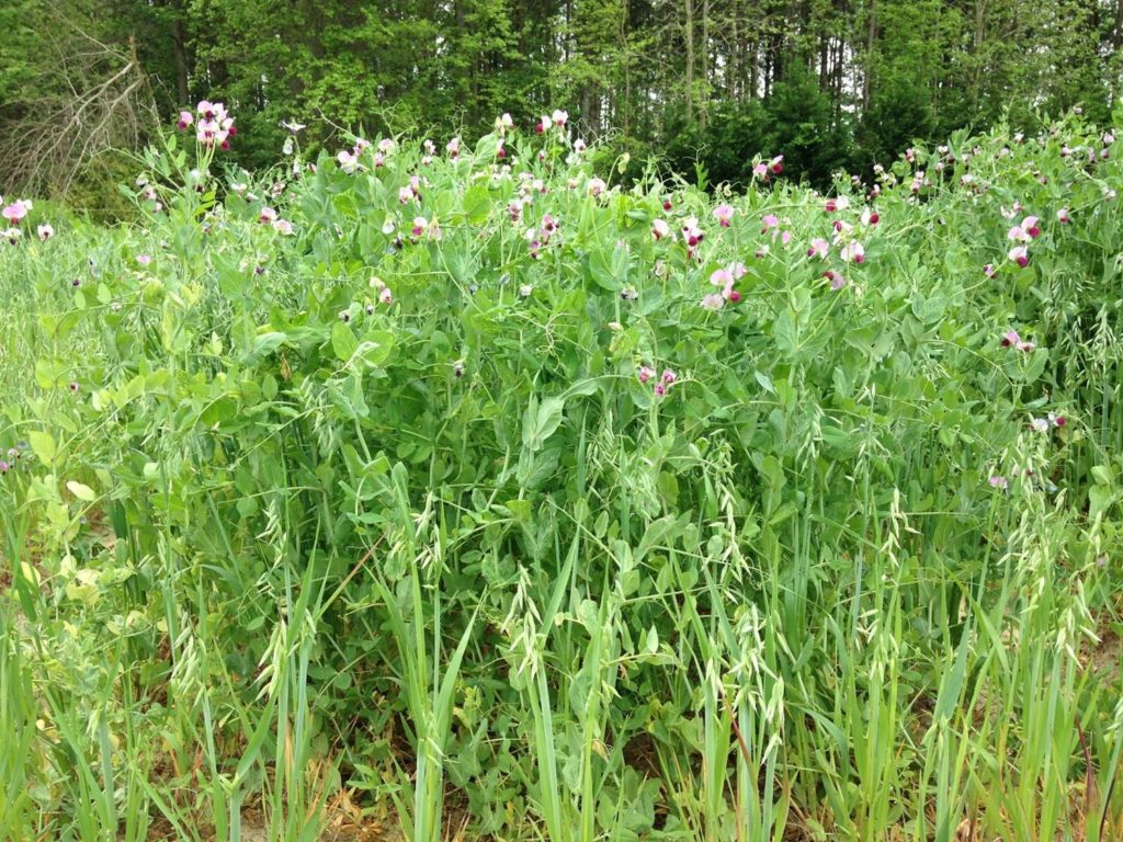 Biomass Production With Legume And Small Grain Cover Crop Mixtures In ...