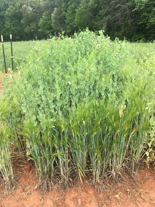 Biomass Production With Legume And Small Grain Cover Crop Mixtures In ...