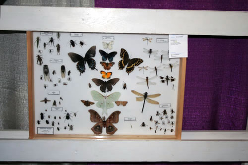 NC State Fair Insect Collection | NC State Extension