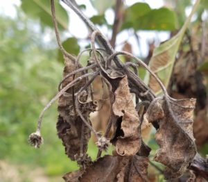Cover photo for Apple Alert: Blossom Blight Infection: May 1-5