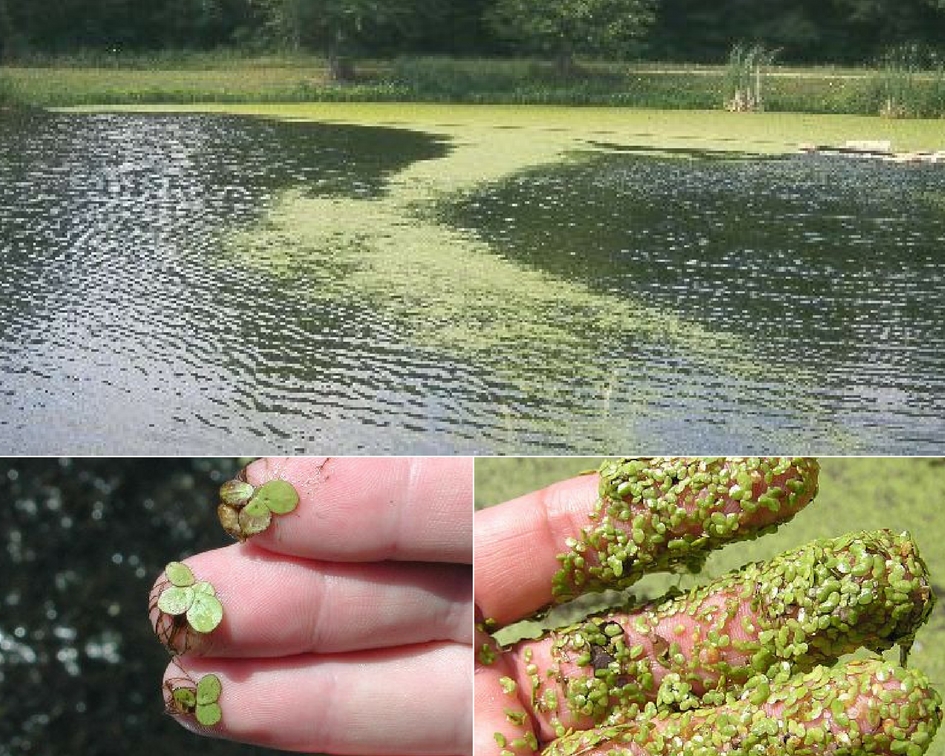 Pond Weeds Identification