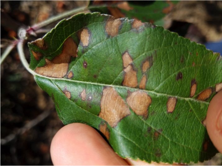 Apple Disease Update: Petal Fall | NC State Extension