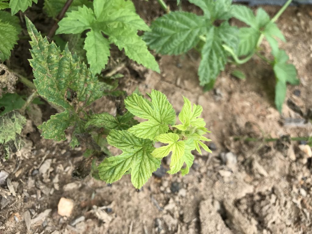 Downy Mildew Confirmed on Hops in Western North Carolina | NC State ...