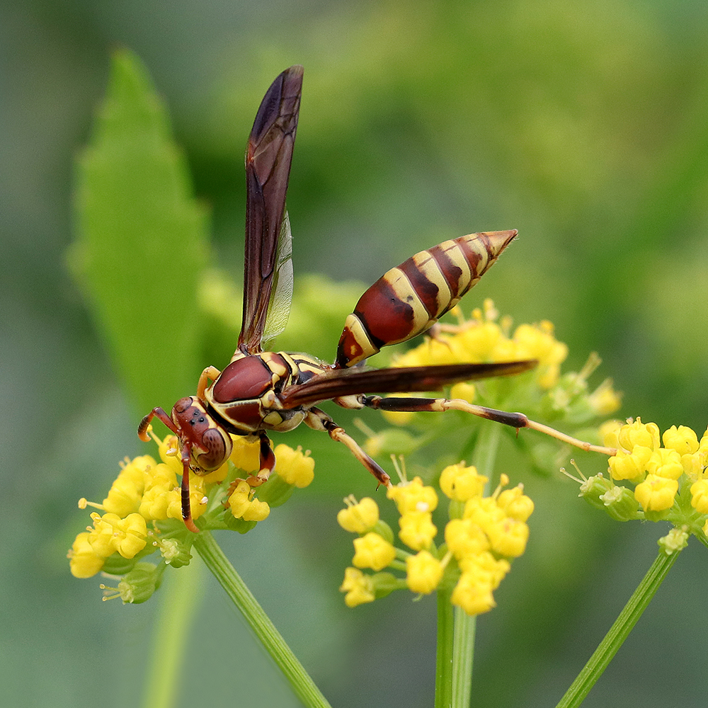 “Pollinator Paradise” Demonstration Garden | NC State Extension