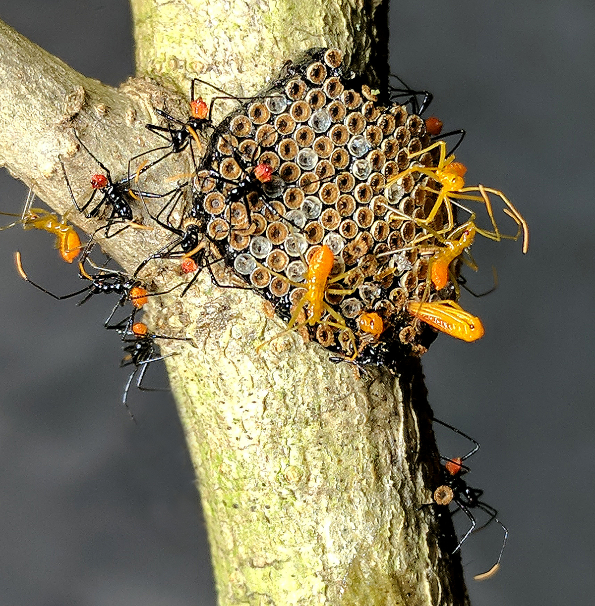 Birth Of An Assassin Bug Nc State Extension