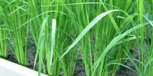 Cover photo for Genetically Engineered Rice Transports Micronutrients More Efficiently