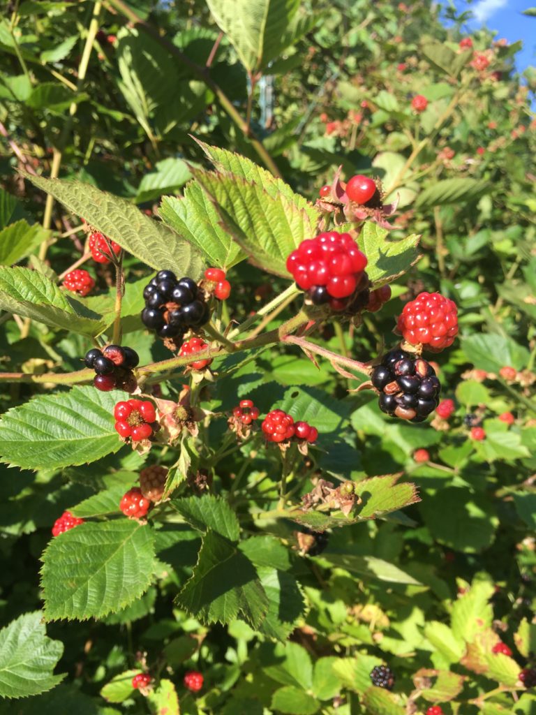 Love Blackberries? Why Not Grow Your Own! | N.C. Cooperative Extension