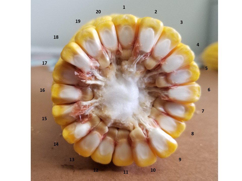 using-kernel-counts-to-estimate-corn-yield-potential-nc-state-extension