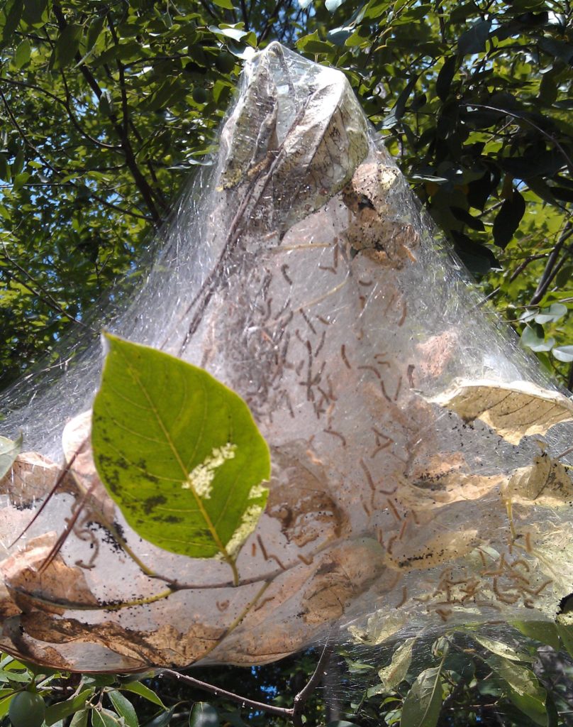 Fall Webworms Nc State Extension