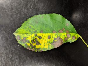 Cover photo for Apple Alert: Marssonina Leaf Blotch Confirmed in Western NC