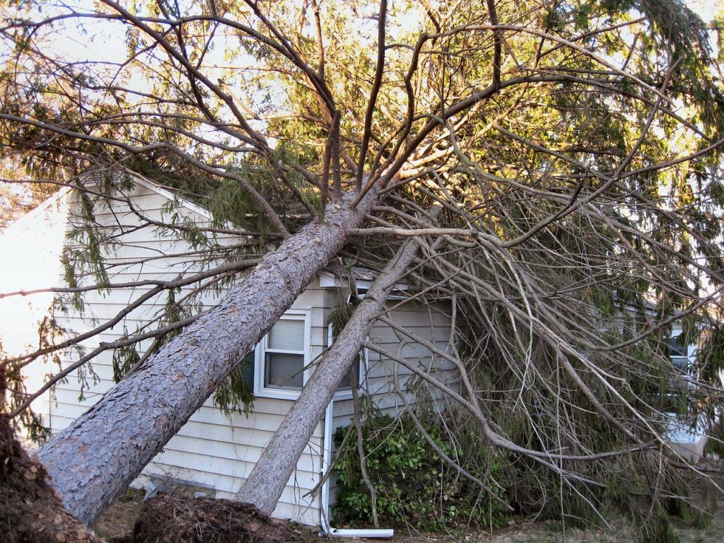 Dealing With Storm Damage in the Landscape | NC State Extension