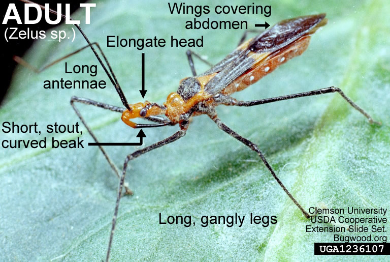 Assassin Bug | NC State Extension