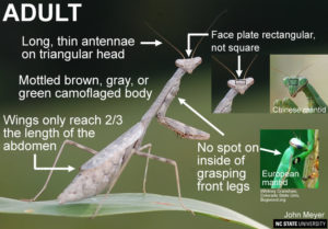 Carolina Mantid | NC State Extension