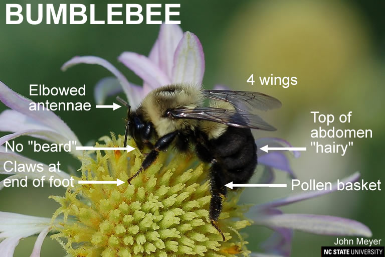 Bumblebee Look-a-Likes | NC State Extension