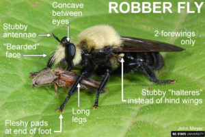 Bumblebee Look-a-Likes | NC State Extension