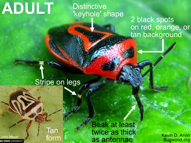 Two Spotted Stink Bug Nc State Extension