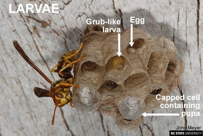 Paper Wasp | NC State Extension