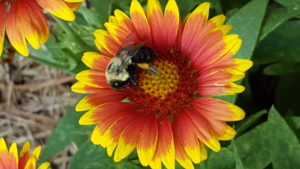 Picture of a Bee on a Flower