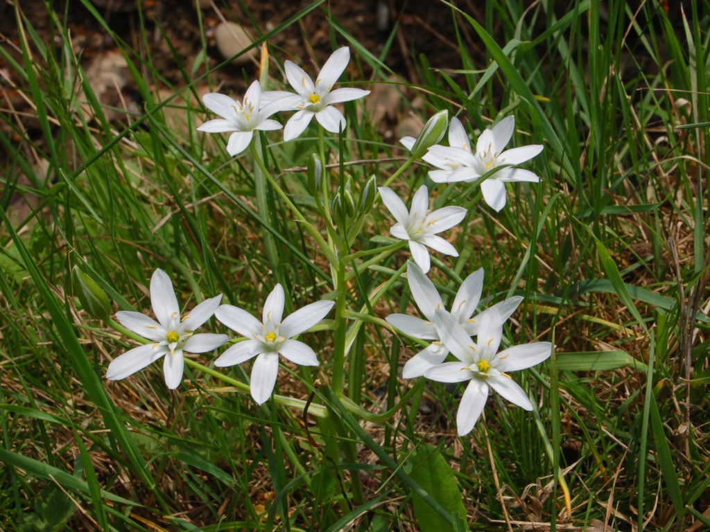 Q&A with Seth Nagy- Foxtail, Star of Bethlehem, and Soil Testing | N.C ...