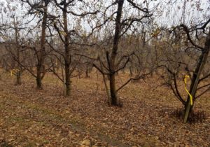 Cover photo for Pre-Season Disease Clean-Up