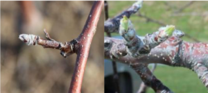 Cover photo for 2020 Apple Disease Update: Late Silver / Green Tip