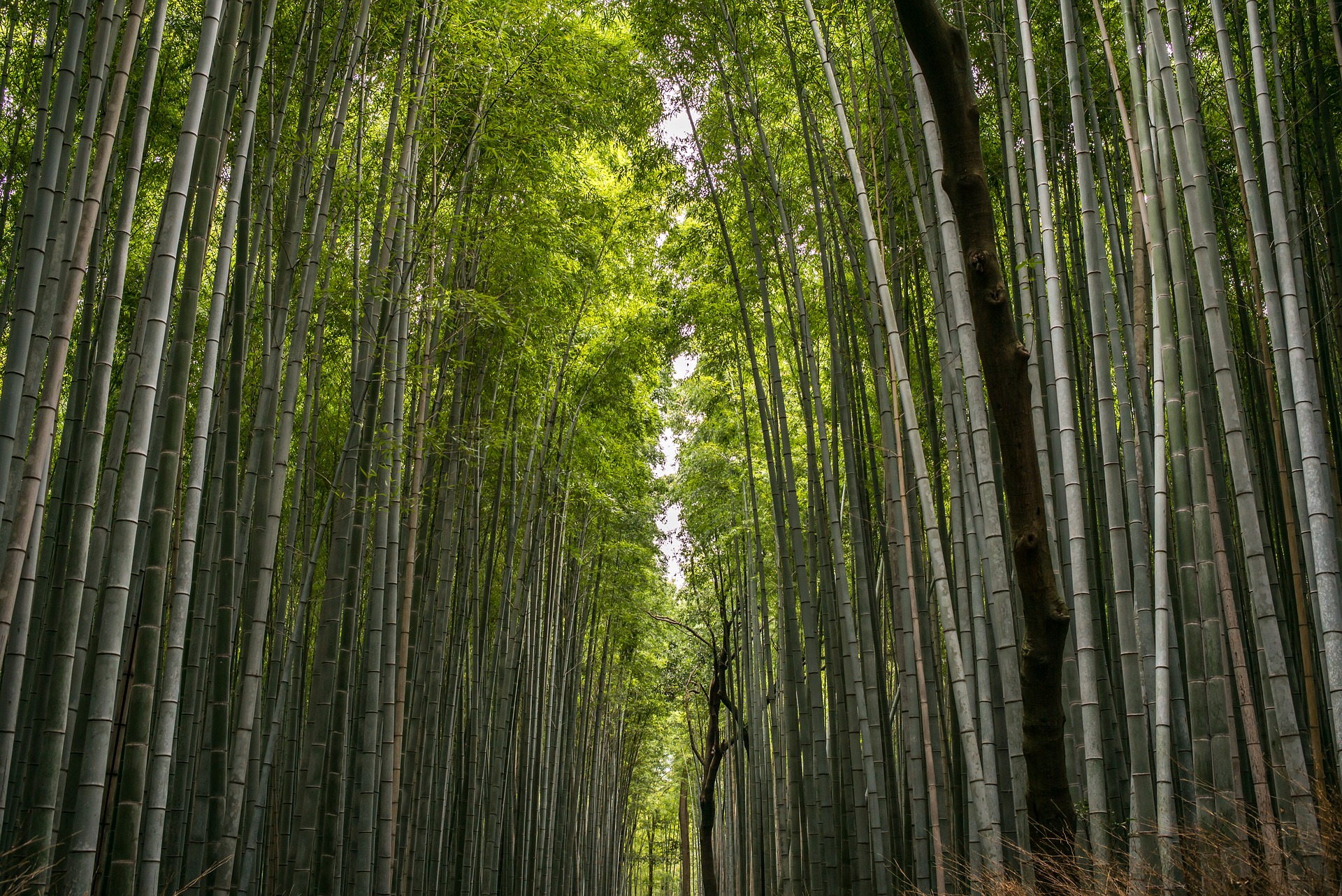 growing-bamboo-as-a-commercial-crop-nc-state-extension