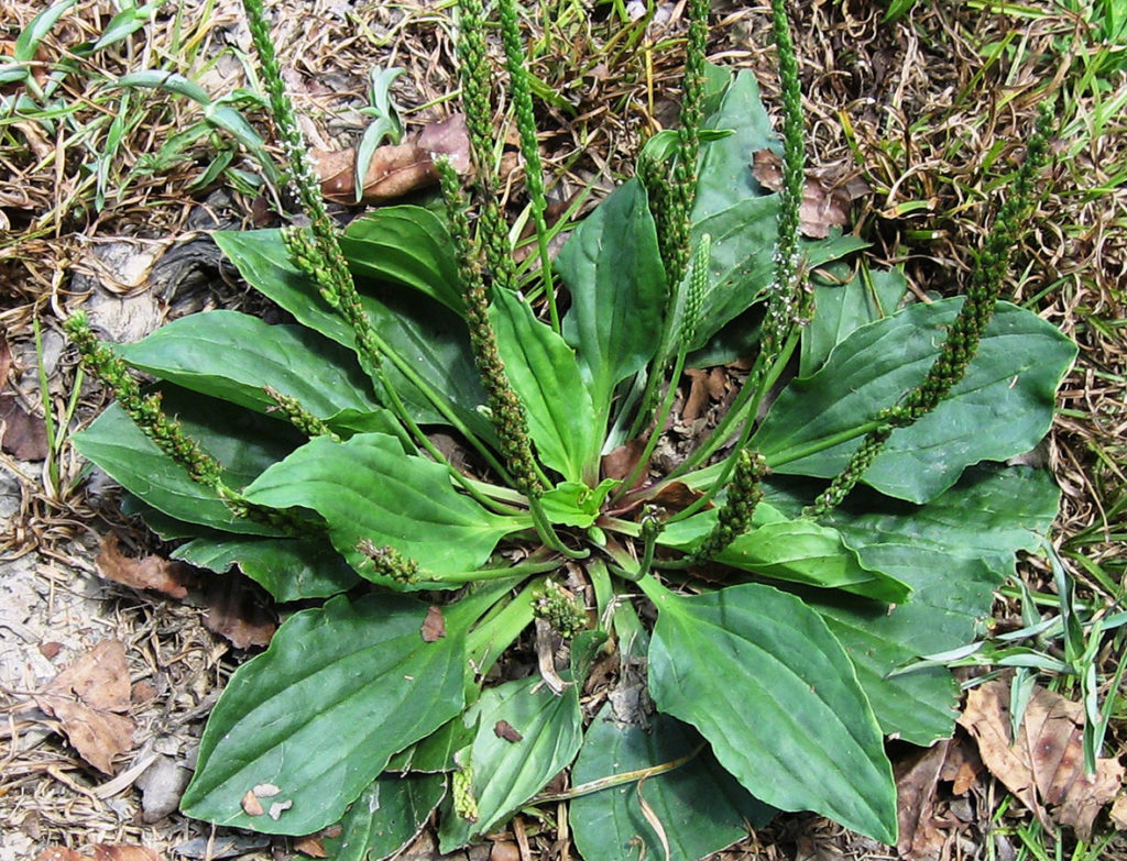 Lawn Weeds of Burke County | N.C. Cooperative Extension