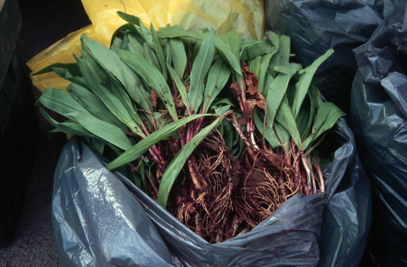 It’s Ramps Season! Grow Them, Eat Them, Sell Them NC State Extension