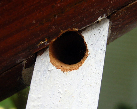 Carpenter Bee Activity 