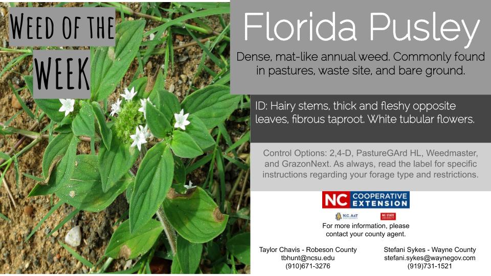 Weed Of The Week Florida Pusley Nc Cooperative Extension