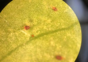 Southern Red Mites Active on Ornamentals | NC State Extension