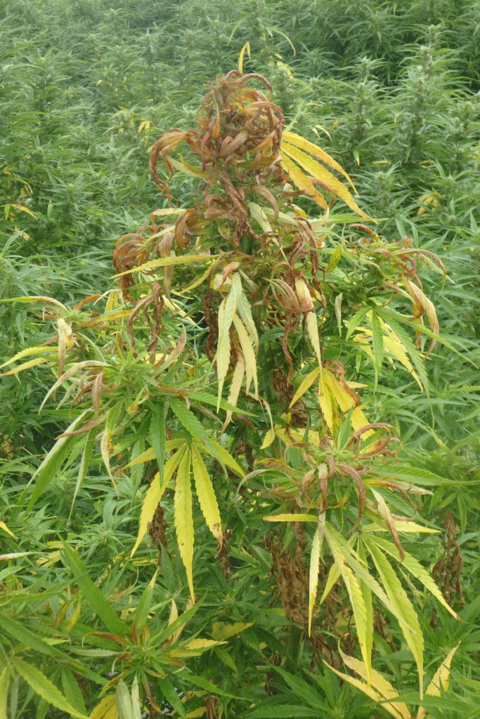 hemp diseases and pests