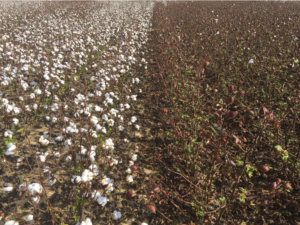 Cover photo for Should You Spray Bollgard 3, TwinLink Plus, or WideStrike 3 Cotton for Bollworm Resistance Management?