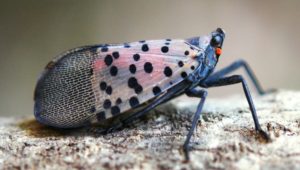 Spotted Laternfly